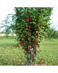 Слива колоноподібна Рубін (рання) | Prunus сolumnar Rubin | Слива колоновидная Рубин (ранняя)